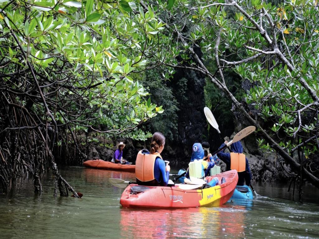 Mangrove Paddling Adventure